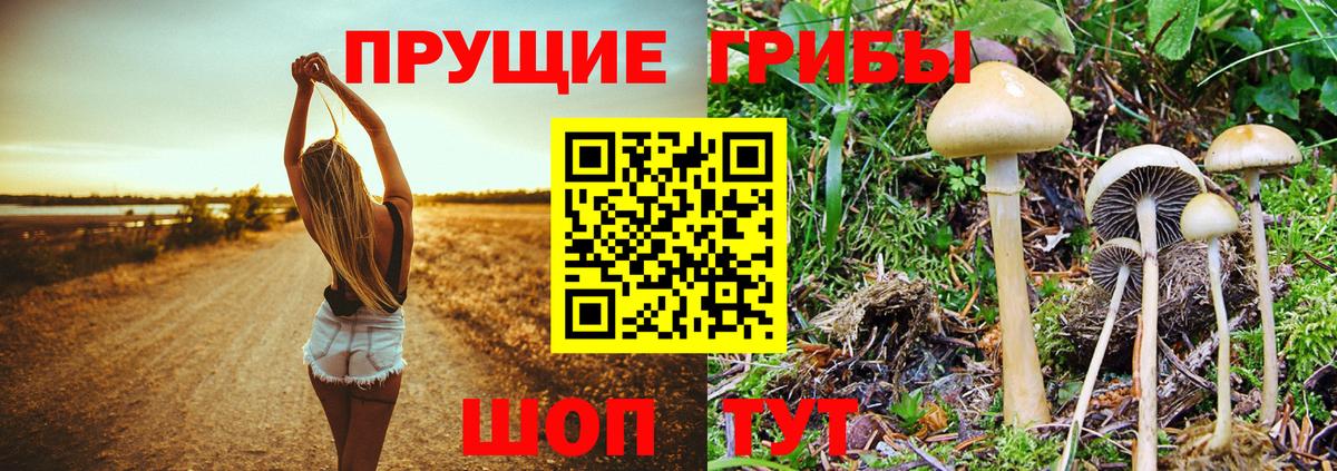 Псилоцибиновые грибы мицелий Апатиты